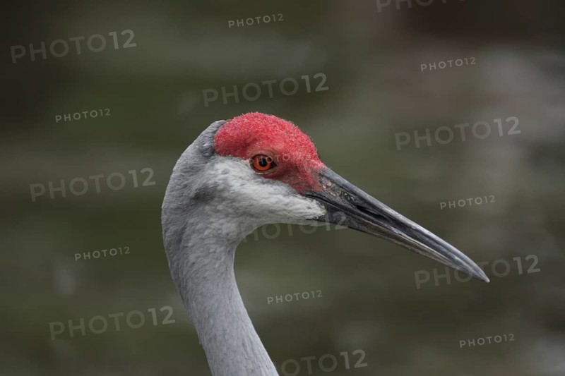 Head of the Canada crane (Grus canadensis) in Homosassa, Florida, USA, captive