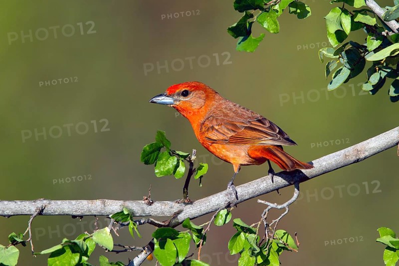 Hepatic Tanager Piranga hepatica Santa Rita Mountains, Santa Cruz County, Arizona, United States 14 May Adult Male Thraupidae