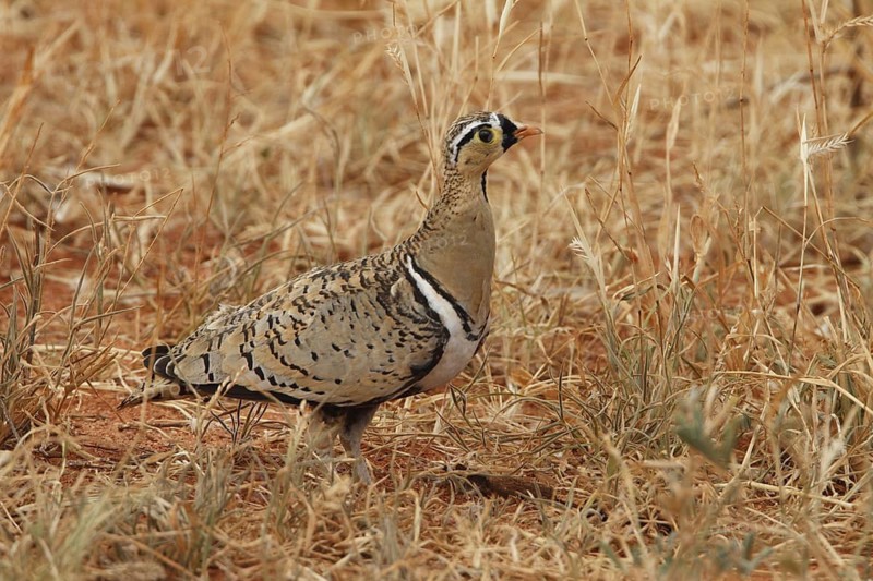 Black-faced Sandgrouse (Pterocles decoratus) male, Samburu, Kenya