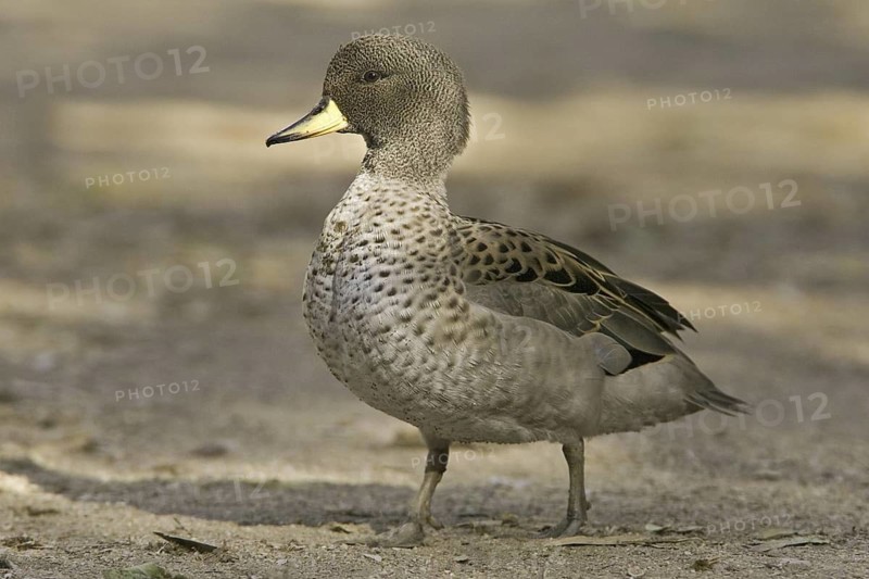 Yellow-billed Teal (Anas flavirostris), Arizona, USA
