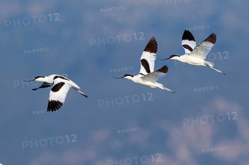 Pied Avocet (Recurvirostra avosetta) group flying, Lesvos, Greece
