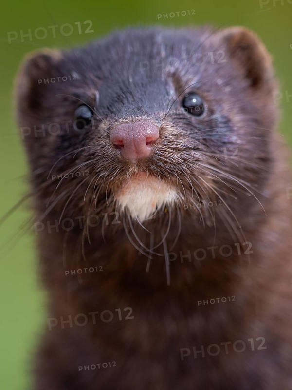 A mink looks interested
