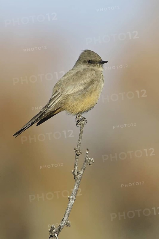 Say's Phoebe (Sayornis saya), New Mexico, USA