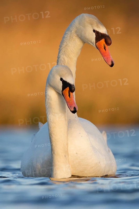 Mute Swan (Cygnus olor) pair courting, Utrecht, Netherlands