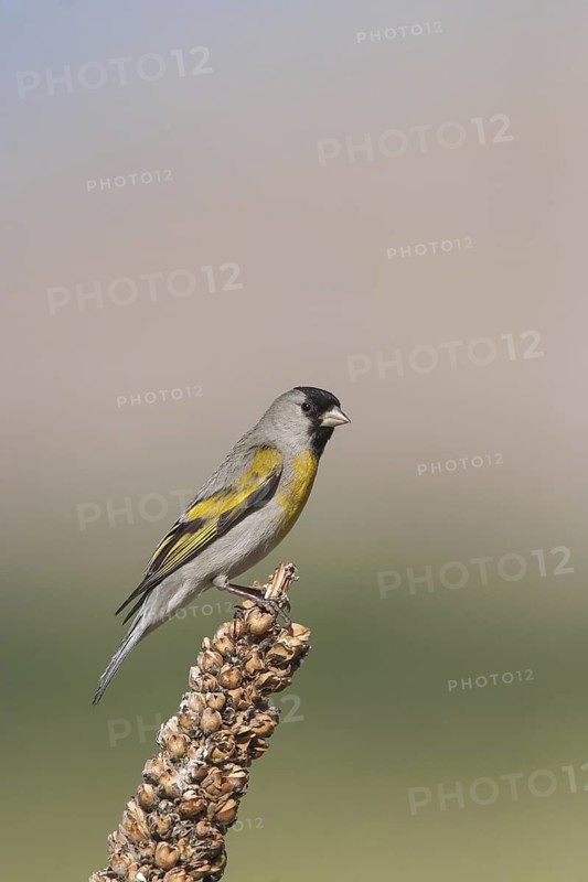 Lawrence's Goldfinch (Spinus lawrencei) male, California, USA
