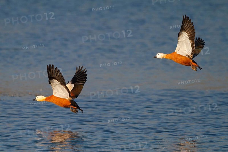 Ruddy Shelduck (Tadorna ferruginea) flying, North Rhine-Westphalia, Germany