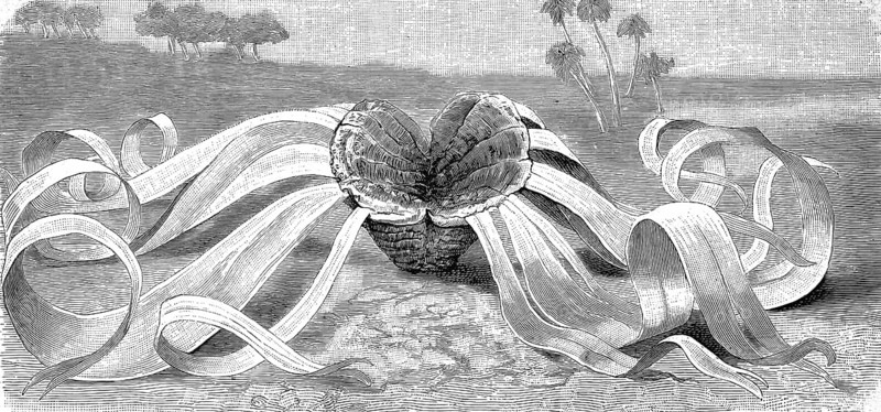 Botany, plant, Welwitschia, Welwitschia mirabilis, illustration, reproduction from a model from the 19th century. Authentic, file restored for optimal use, exact date of submission unknown, historical