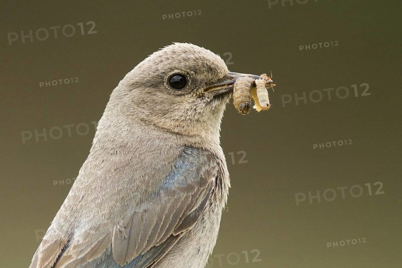 Adult female Mountain Bluebird (Sialia currucoides) bringing food to nestlings
