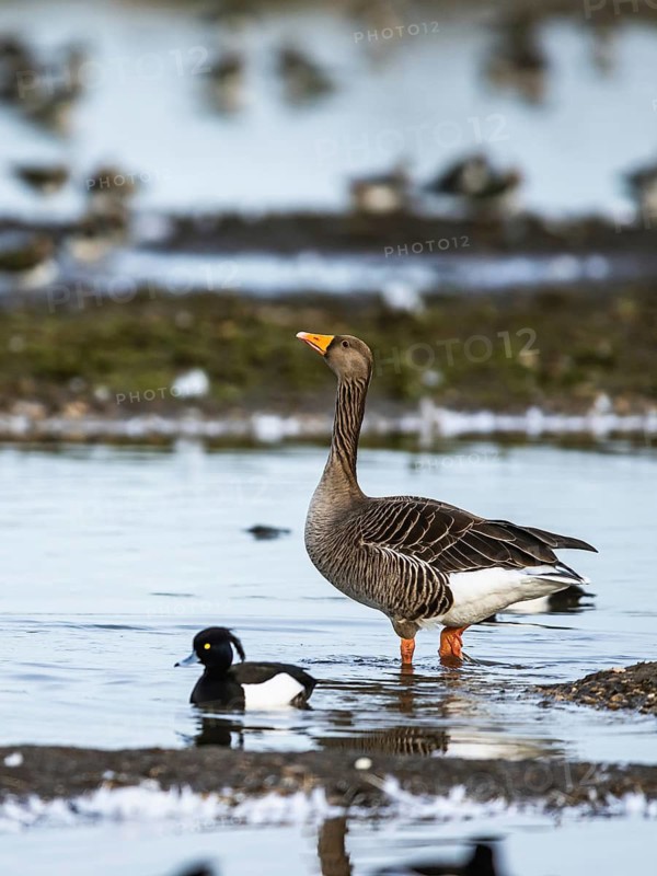 Greylag Goose, Anser anser, bird on winter marshes