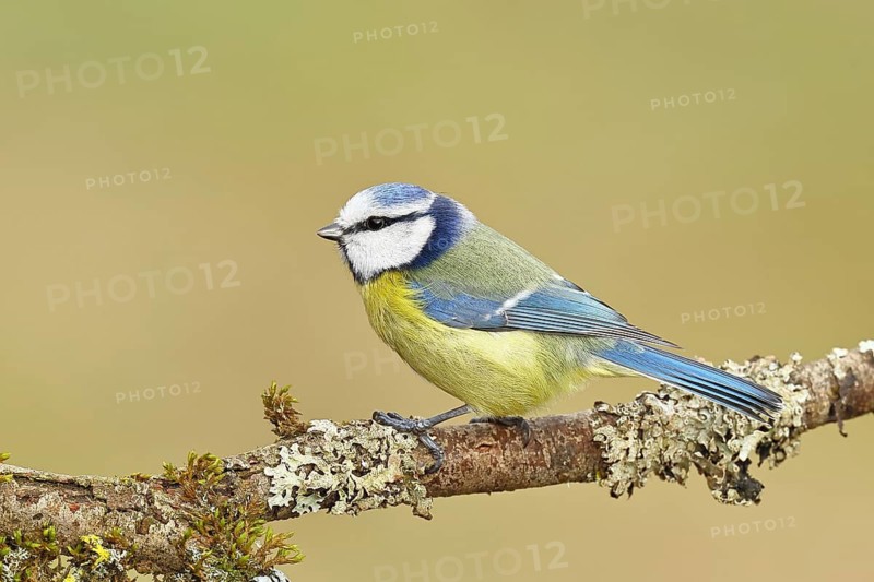 Blue tit (Parus caeruleus), sitting on a branch overgrown with lichen, Wilnsdorf, North Rhine-Westphalia, Germany
