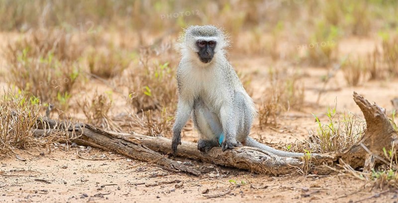 Vervet Monkey, (Chloroebus pygerythrus), vervet monkey, monkey, monkeys, primate, primates, family of vervet monkeys, mmerkatzen, Mkuze Game Reserve, Mkuze, KwaZulu-Natal, South Africa