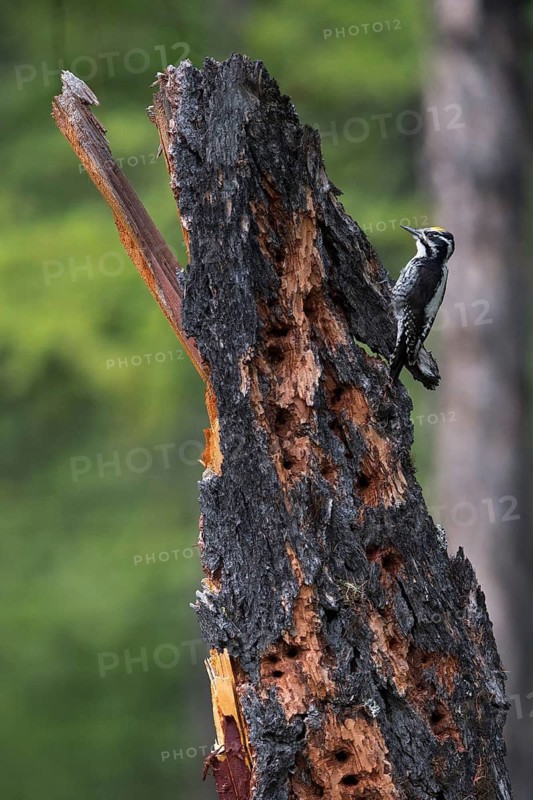 Eurasian Three-toed Woodpecker (Picoides tridactylus) male perched on tree, Lake Khuvsgul, Mongolia