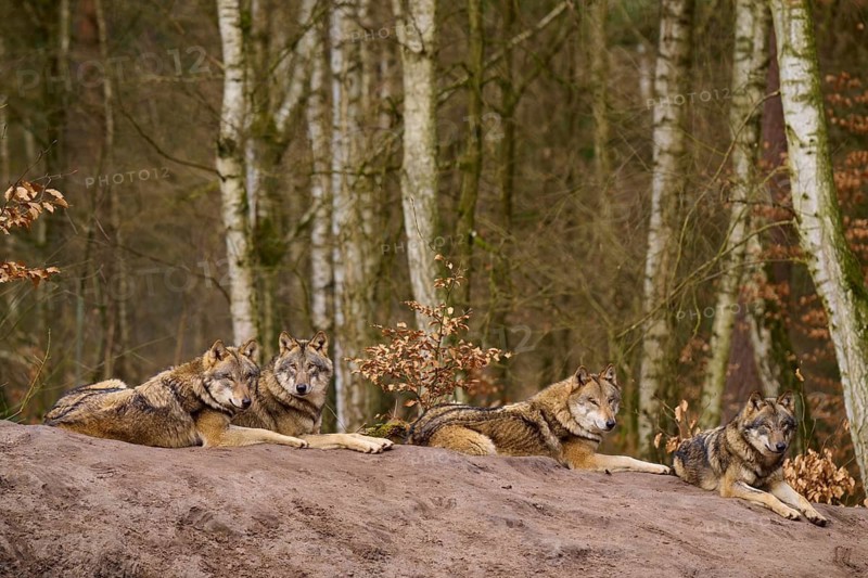 Four wolves lying on a mound of earth, surrounded by forest and birch trees, Wolf (Canis lupus), Germany