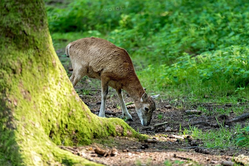 European mouflon (Ovis gmelini musimon), mouflon, young animal, looking for food in a sun-drenched forest on a moss-covered tree, surrounded by natural vegetation, Poing Wildlife Park, Upper Bavaria, Bavaria, Germany