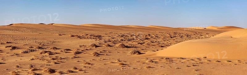 Sandy desert landscape with scattered vegetation under a blue sky, The endless dunes of the Sahara in Algeria