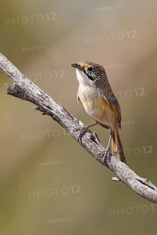 Striated Grasswren (Amytornis striatus) perched on a branch, Queensland, Australia
