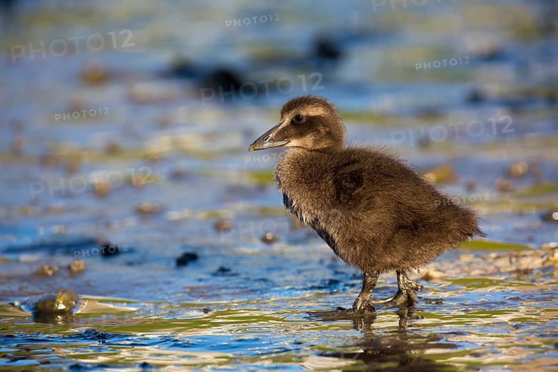 Common Eider (Somateria mollissima) chick, Seahouses, United Kingdom