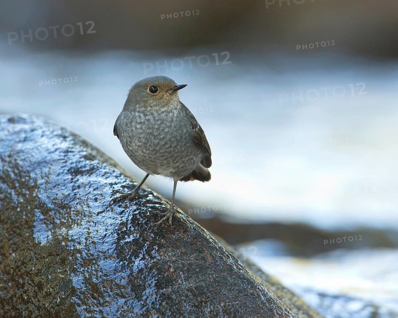 Plumbeous Water Redstart (Phoenicurus fuliginosus) female, Fang, Chiang Mai, Thailand