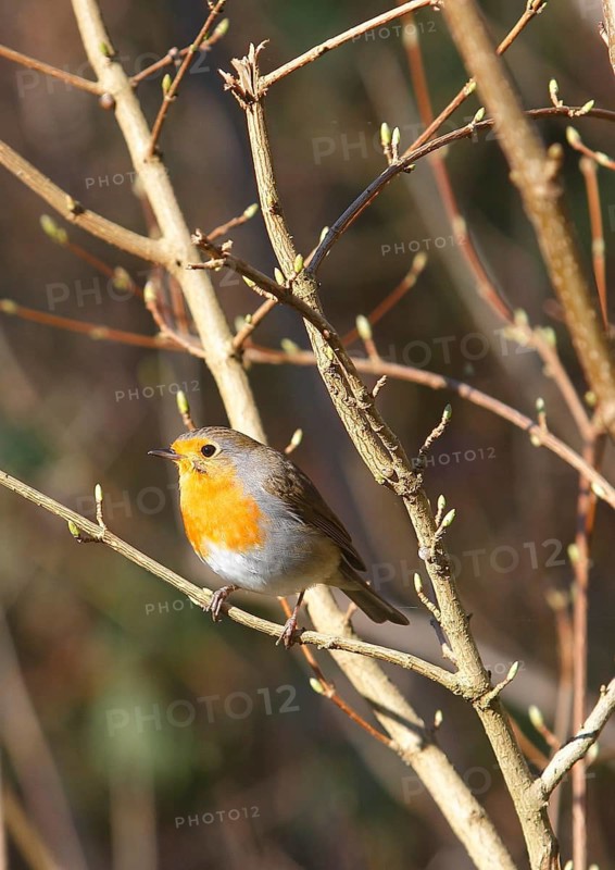 Robin (Erithacus rubecula) sitting on a branch, North Rhine-Westphalia, Germany