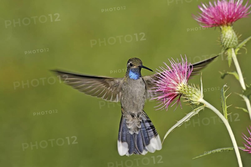 Blue-throated Hummingbird Lampornis clemenciae Chiricahua Mountains, Cochise County, Arizona, United States 18 August Adult Male Trochilidae