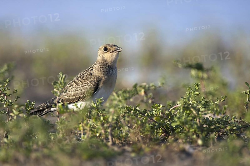 Collared Pratincole (Glareola pratincola) juvenile, Andalusia, Spain