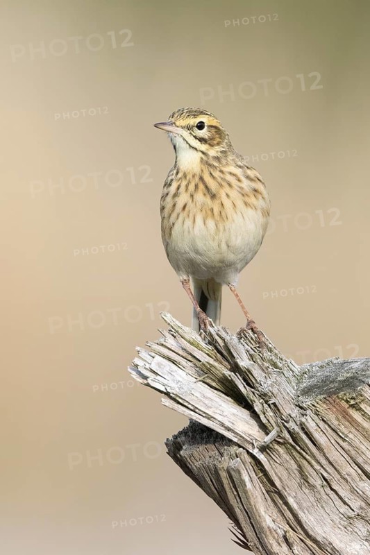Australian Pipit (Anthus australis), Victoria, Australia