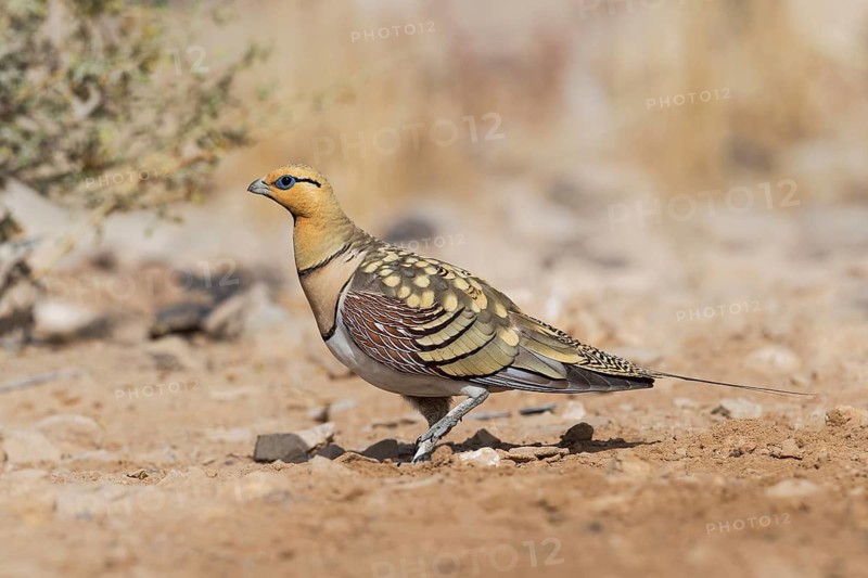 Pin-tailed Sandgrouse (Pterocles alchata) male, Negev, Israel