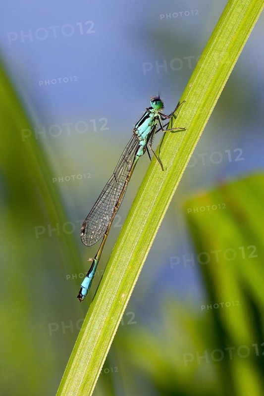 Blue-tailed damselfly, Ischnura elegans, suborder Zygoptera, superfamily Coenagrionoidea, family Coenagrionidae, subfamily Ischnurinae, genus Ischnura, dragonfly, dragonfly, insect, insects, Hesse, Hesse, Federal Republic of Germany