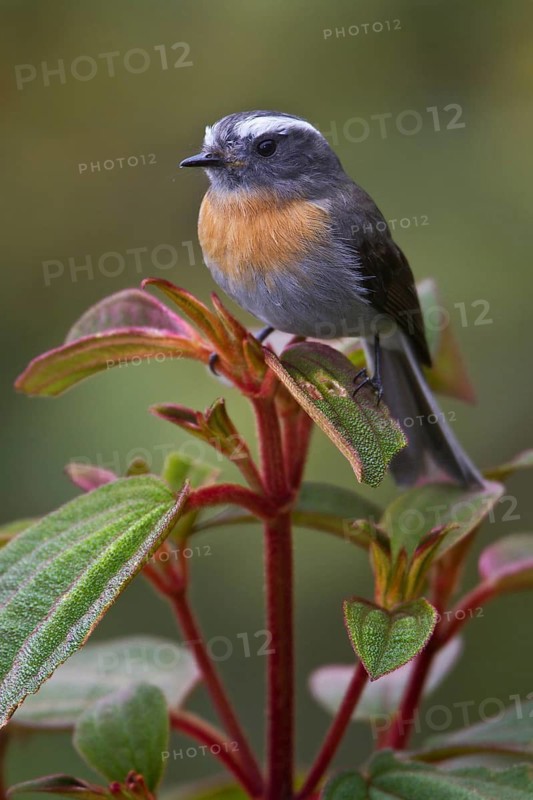 Rufous-breasted Chat-Tyrant (Ochthoeca rufipectoralis), Wayqecha Reserve, Peru