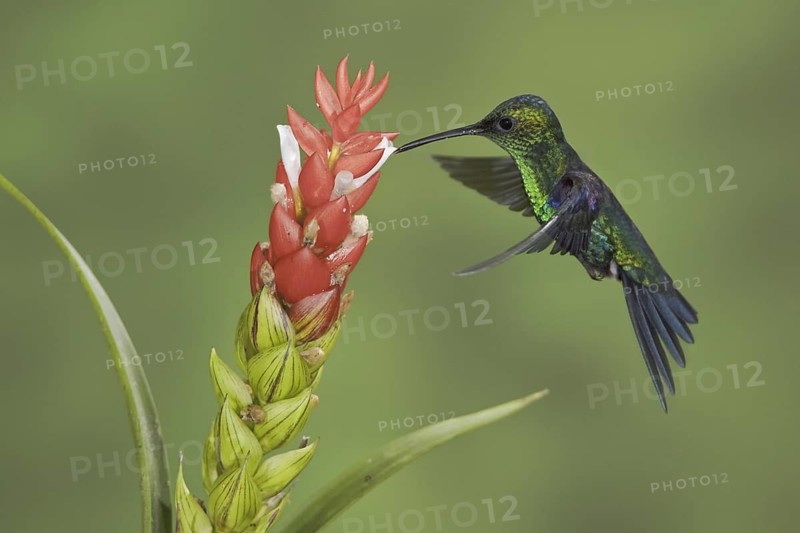 Crowned Woodnymph (Thalurania colombica hypochlora), Ecuador