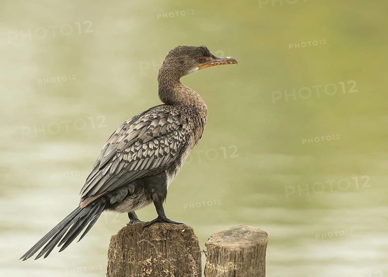 Reed Cormorant (Microcarbo africanus), Gambia