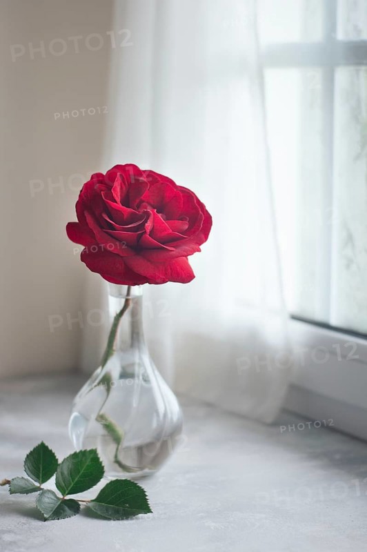 A single red rose stands beautifully in a clear glass vase, positioned by a softly lit window. The scene exudes tranquility, perfect for conveying elegance and serenity