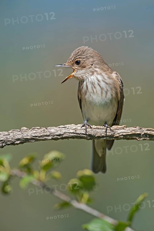Spotted Flycatcher (Muscicapa striata) screaming from branch, Aosta Valley, Italy