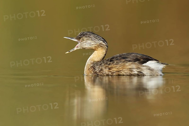 Hoary-headed Grebe (Poliocephalus poliocephalus) female, Victoria, Australia
