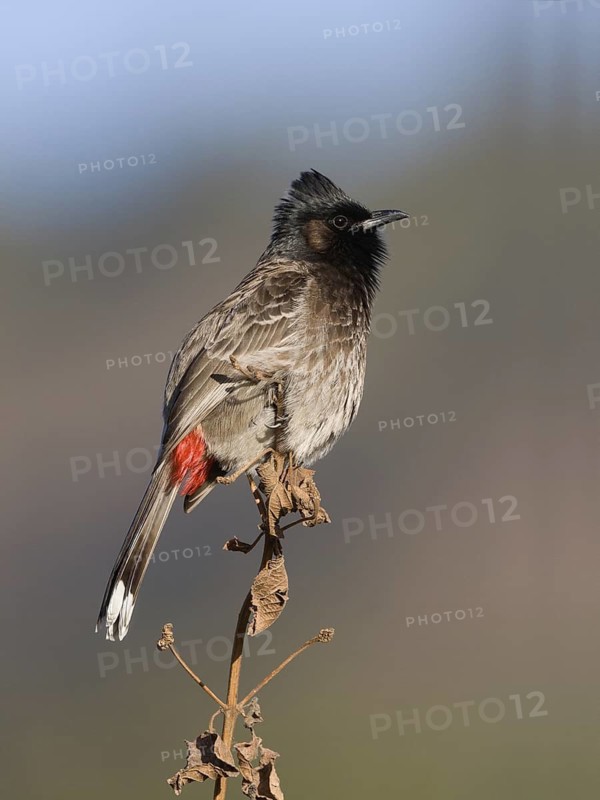 Red-vented Bulbul (Pycnonotus cafer), Uttarakhand, India