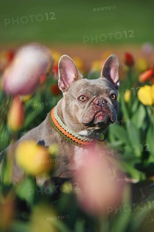 Lilac French Bulldog with woven paracord collar sitting in a colorful spring flower tulip field