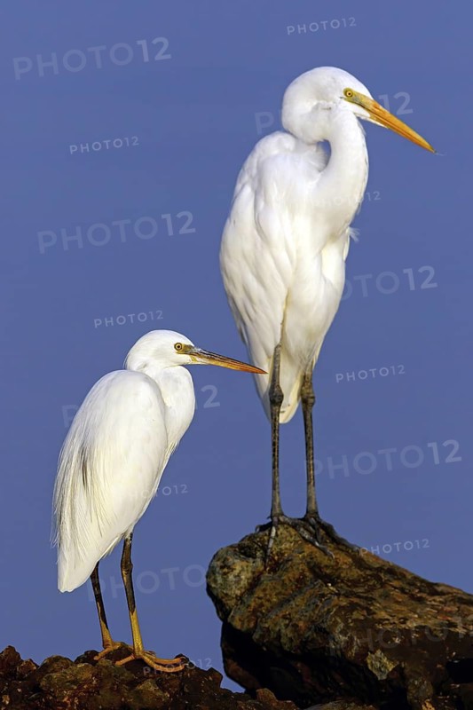 Heron, (Egretta gularis), heron family, biotope, habitat, waters, foraging, animals, birds, two animals, Raysut, Salalah, Dhofar, Oman