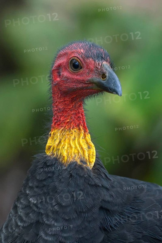 Australian Brushturkey (Alectura lathami) male, Queensland, Australia