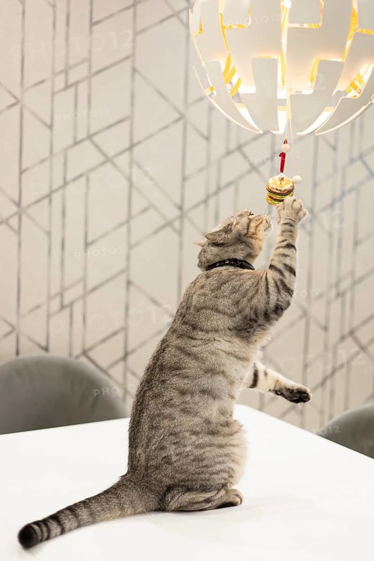 A playful British Shorthair cat reaches up to bat at a hanging ornament on a stylish modern lamp in a chic decorated home
