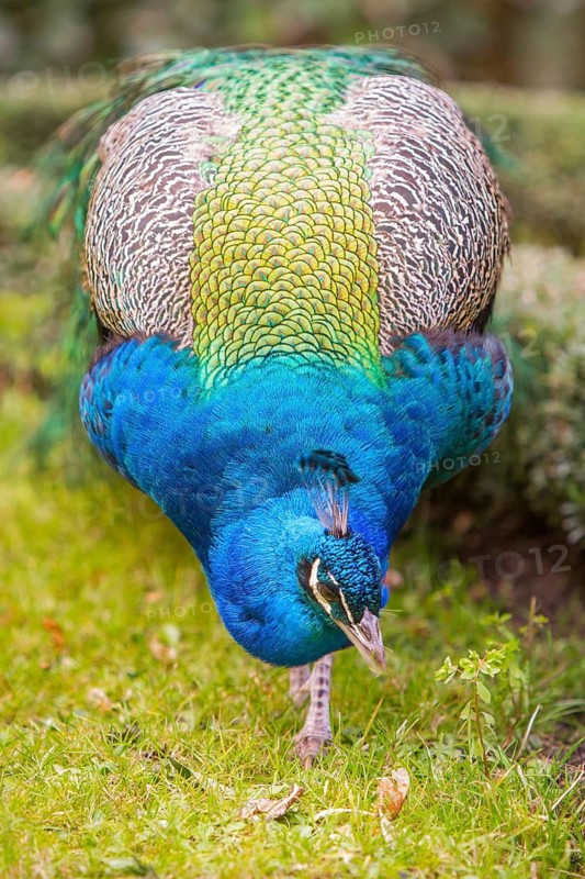 Indian Peafowl (Pavo cristatus), adult male, Castilla Leon, Spain