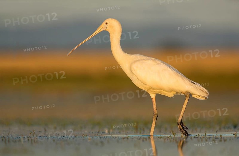Yellow-billed Spoonbill (Platalea flavipes) foraging, Victoria, Australia