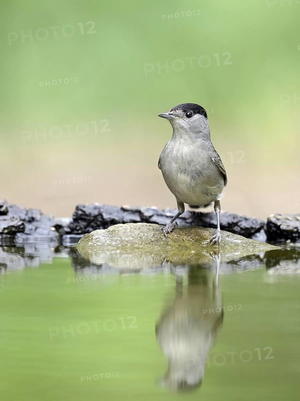 Eurasian Blackcap (Sylvia atricapilla) male, Hungary