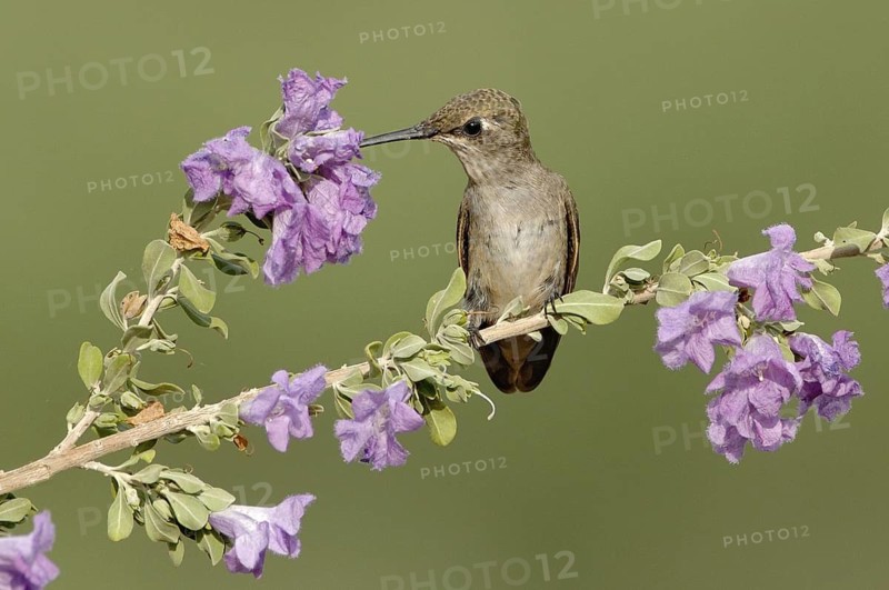Black-chinned Hummingbird (Archilochus alexandri), Texas, USA