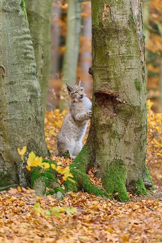 Eurasian lynx (Lynx lynx), climbing on tree trunk in autumn