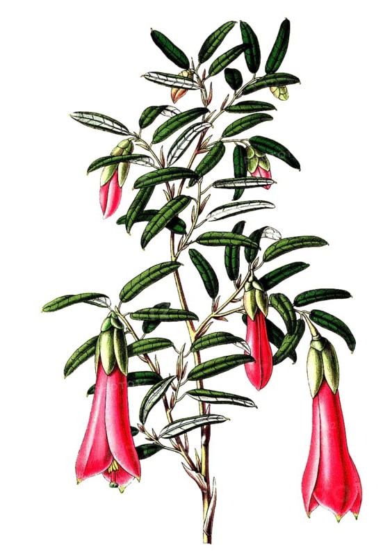 Philesia buxifolia, a South American genus of flowering plants from the Philesiaceae family, plant and flower, digitally reworked reproduction of an original from the 19th century