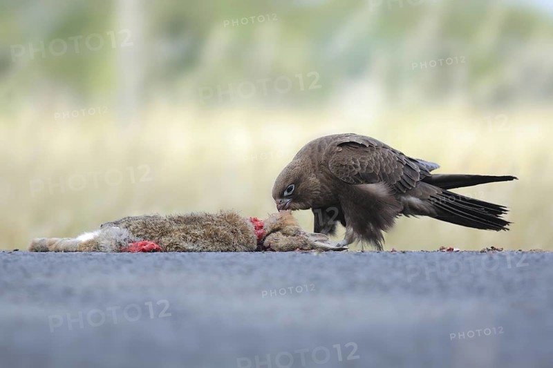 Black Falcon (Falco subniger), Victoria, Australia
