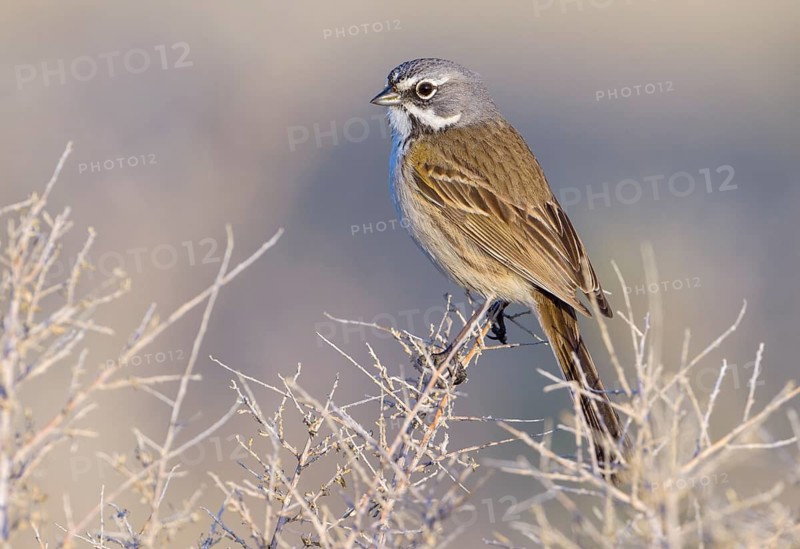 Bell's Sparrow (Artemisiospiza belli) - Maricopa, California