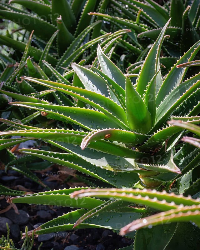Real Aloe (Aloe vera) succulent in the cactus house, plant house of Überlingen on Lake Constance with origin from the Arabian region is used as an easy-care houseplant and for medicinal purposes, Überlingen on Lake Constance, Lake Constance district, Baden-Württemberg, Germany