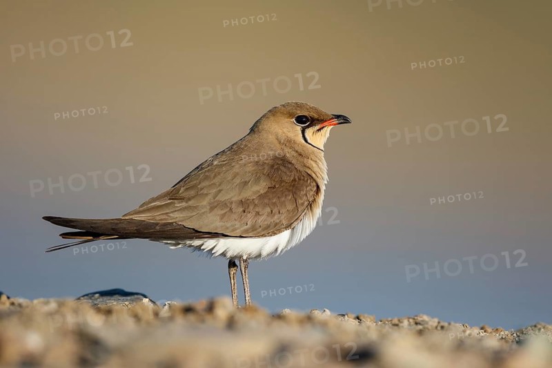 Collared Pratincole (Glareola pratincola) perched on the ground, Lesvos, Greece