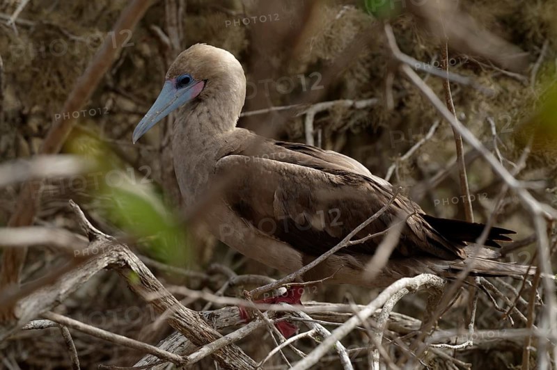 A red-footed booby perched amidst tangled branches on the Galapagos Islands, showcasing its distinctive blue beak and red feet